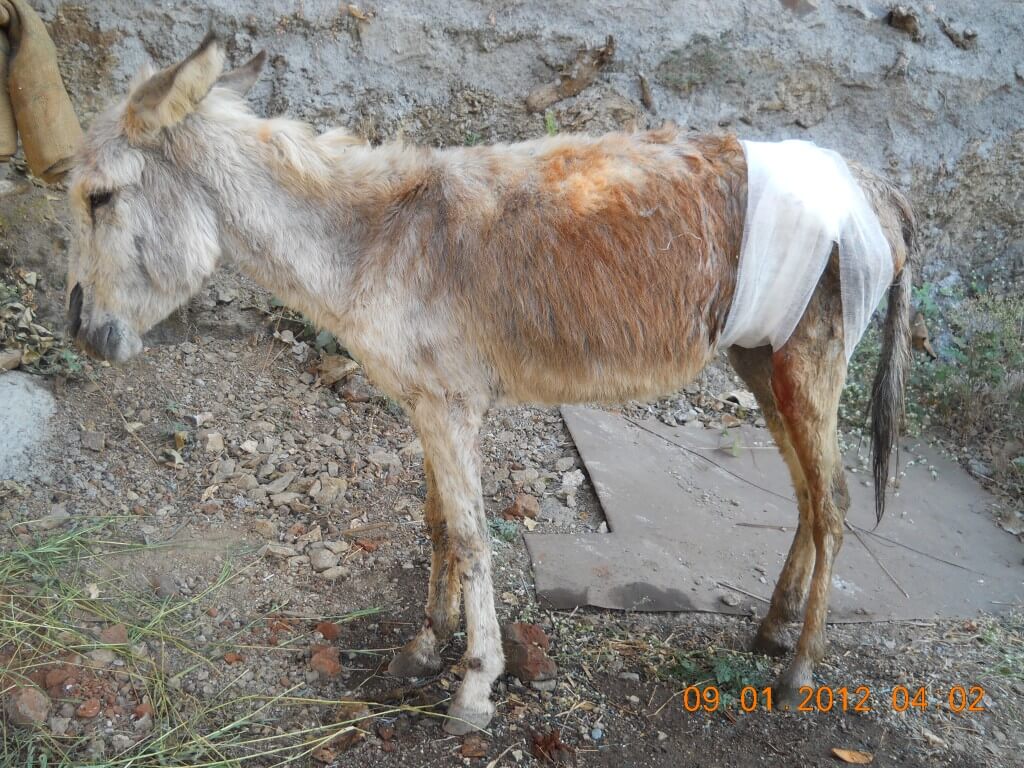 Raghu rescued donkey with wound bandaged