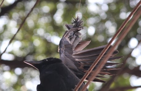 2015-10.rescuing crow caught by kite string (3)