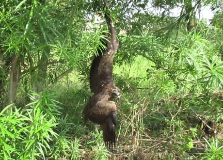 2015-10.rescuing kite hanging from tree caught in string (1)