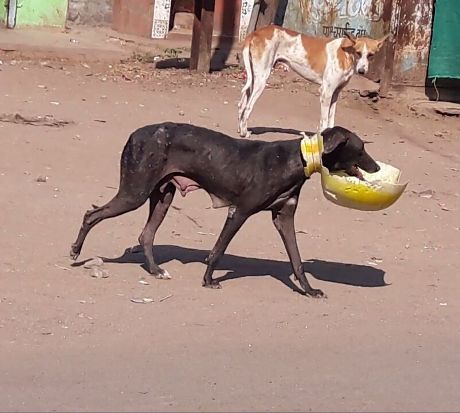 2016-01.dog with plastic jar stuck around neck (1)