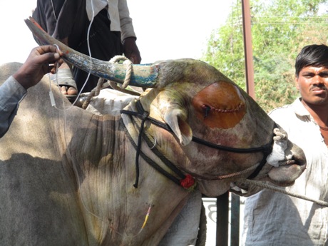 2016-01.removal of cancerous eye from bullock (2)