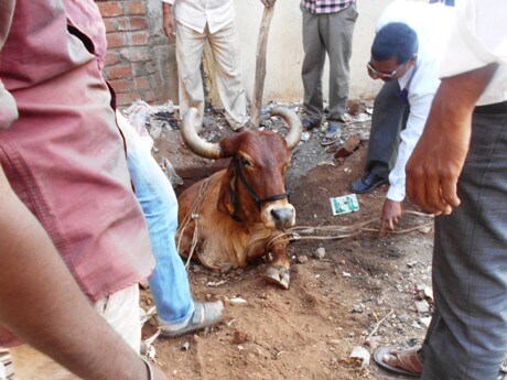 2016-01.rescuing cow who fell in septic tank (4)