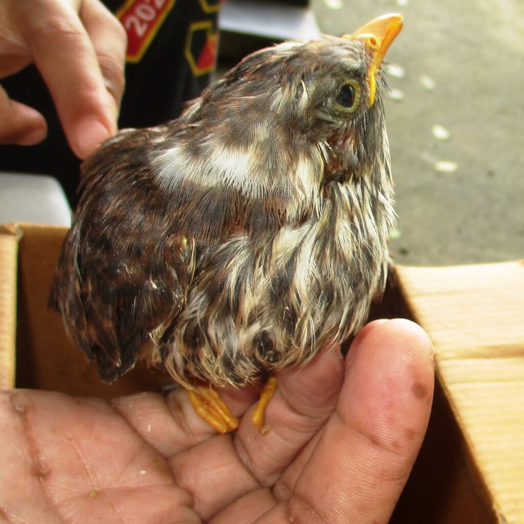 2016-09_rescued%20baby%20cuckoo