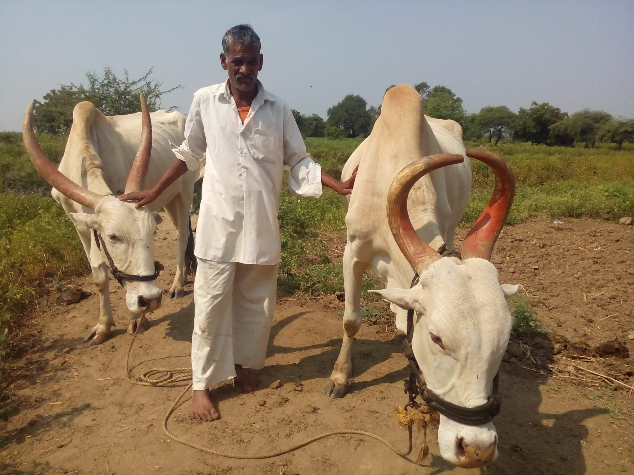 A BULLOCK SHEDS HIS NOSE ROPE AND BONDS WITH HIS OWNER | Animal Rahat