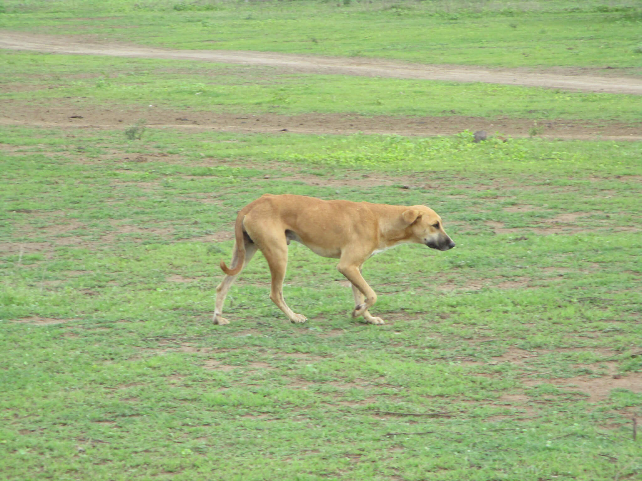 released dog