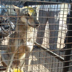 The wolf sits in a large cage. His fur has yellow spots where an antiseptic cream was applied to treat some minor wounds.