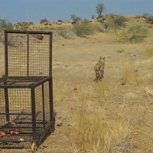 In a clearing, the large cage sits open as the wolf runs out of it and toward the forest beyond.