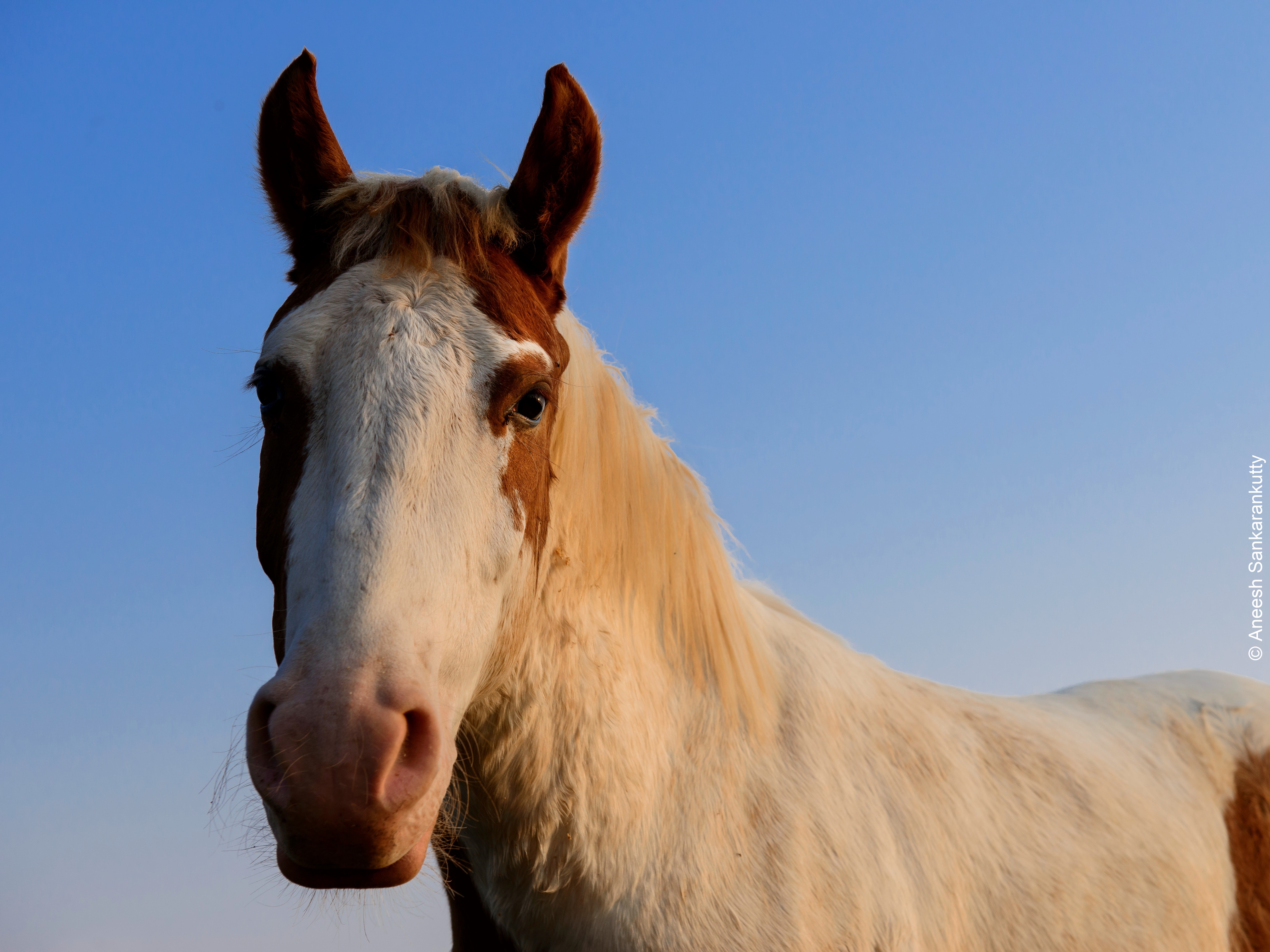 A white-and-brown horse looks into the camera.