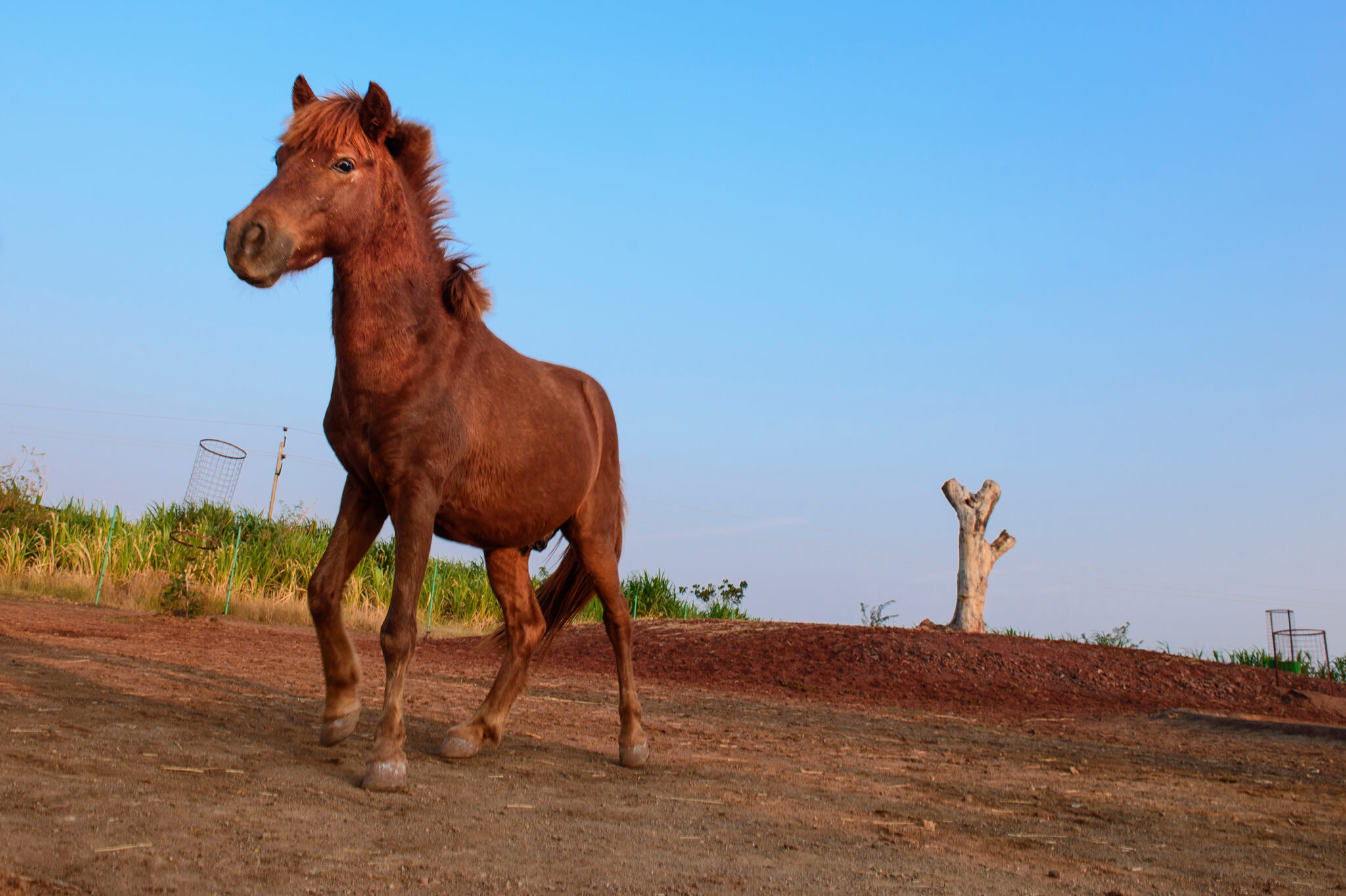 Prasanth, a brown pony, stands in an open area at the sanctuary.