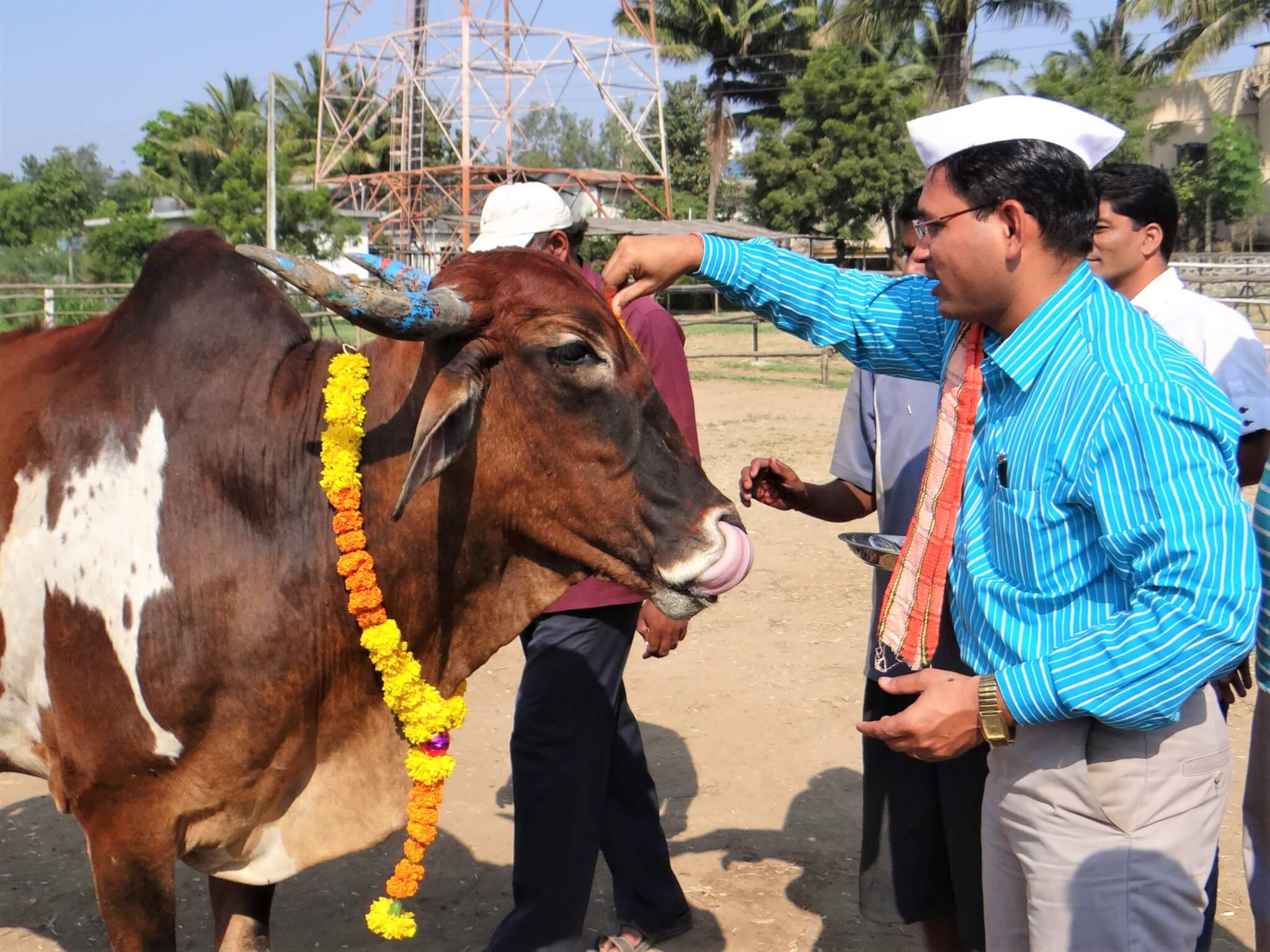 Animal Rahat veterinarian Dr. Naresh gives a special marking called a tilak to a bullock for Diwali.