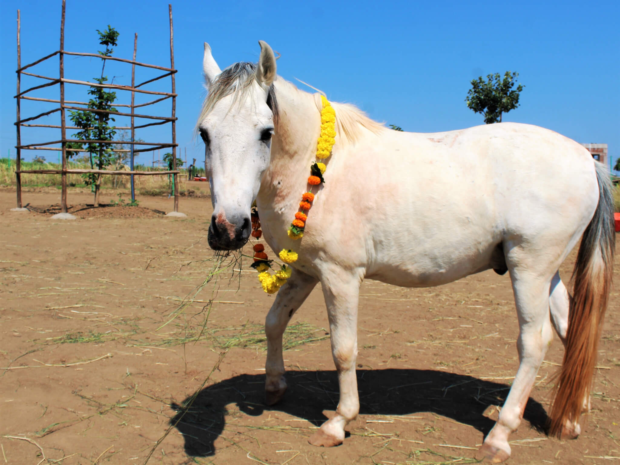 Resident horse Jay dons a marigold garland.