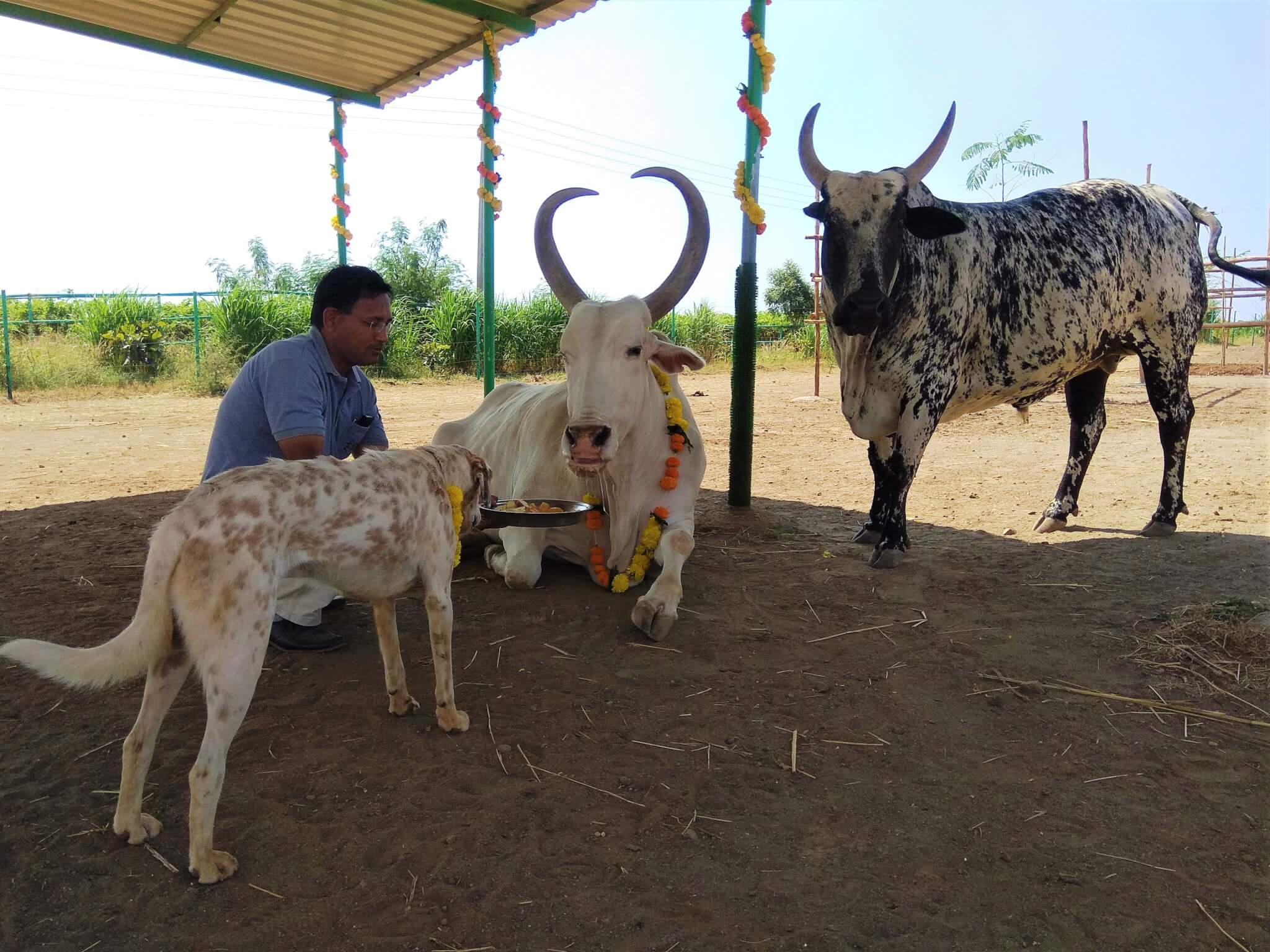 Dr. Naresh offers a plate of fruit to resident bullocks and dog Tommy.