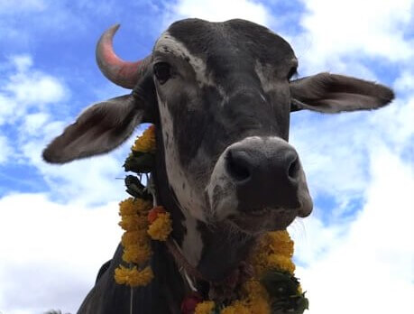 Rescued bullock Thomas wears a Diwali flower garland.