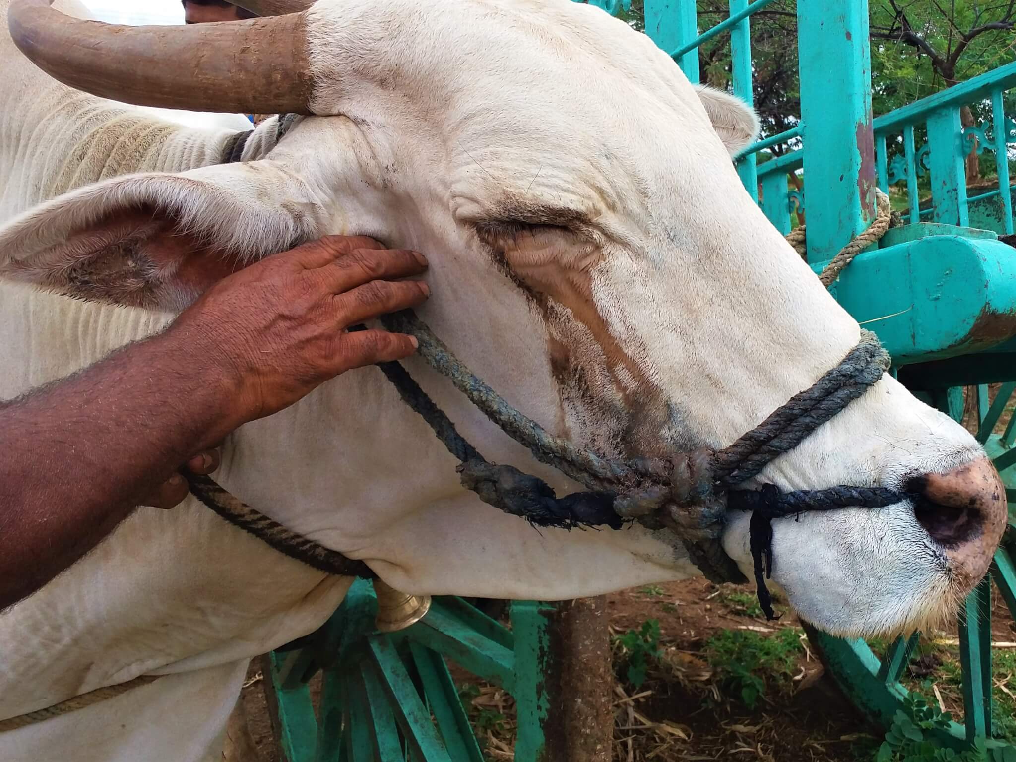 Bullock Rohak's injured eye continues weeping, despite being squeezed shut in pain.