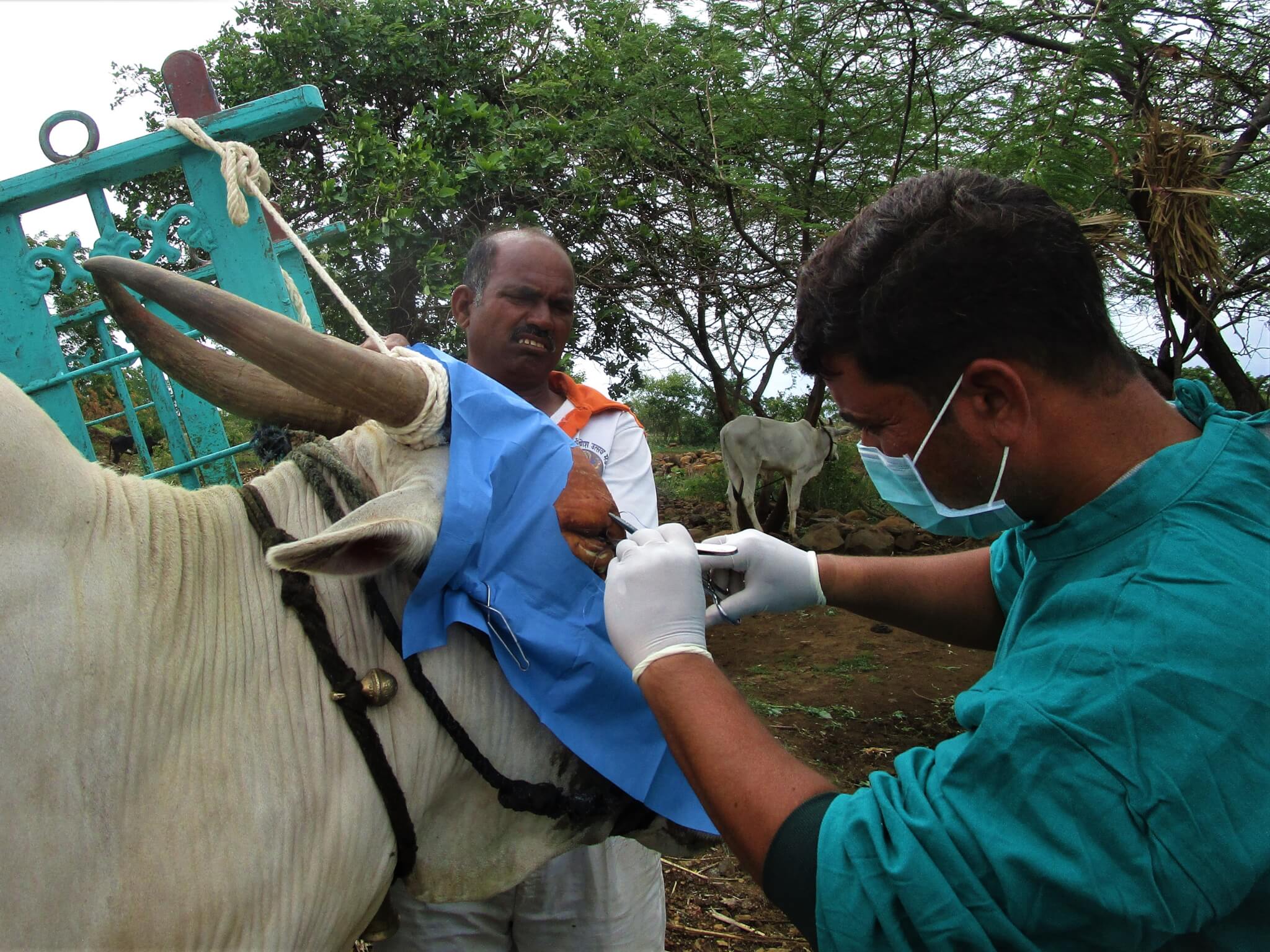 An Animal Rahat veterinarian surgically removed Rohak's damaged eye.