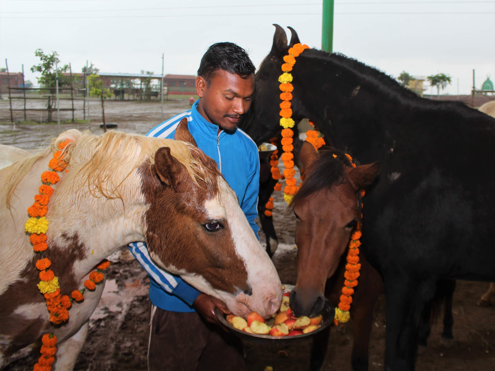 Two rescued ponies share treats from the same dish.