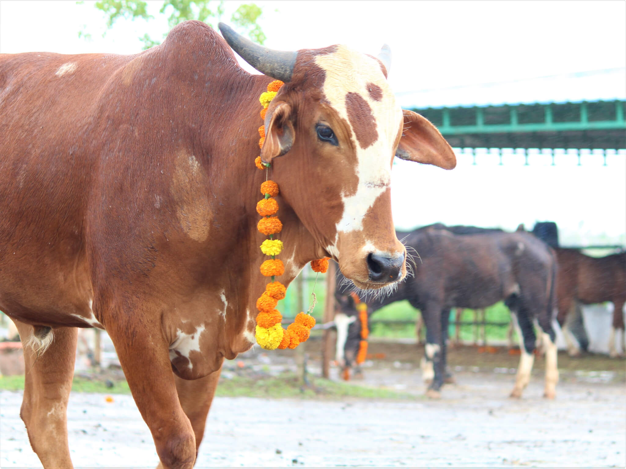 Bullock Caro wears a garland—a far cry from the embedded halter that he had on when he was rescued.