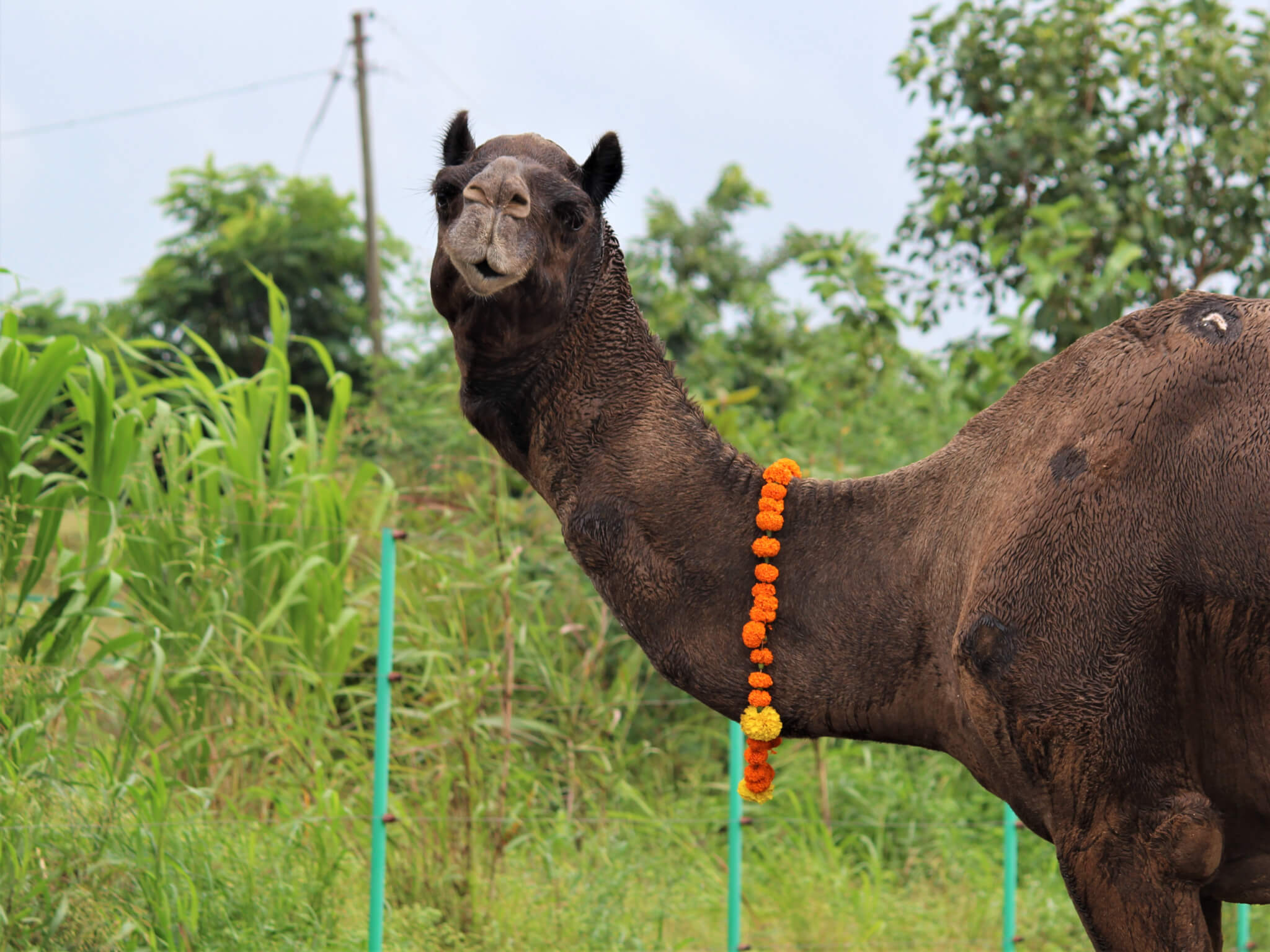 Rescued camel Afzal dons a festive flower garland.