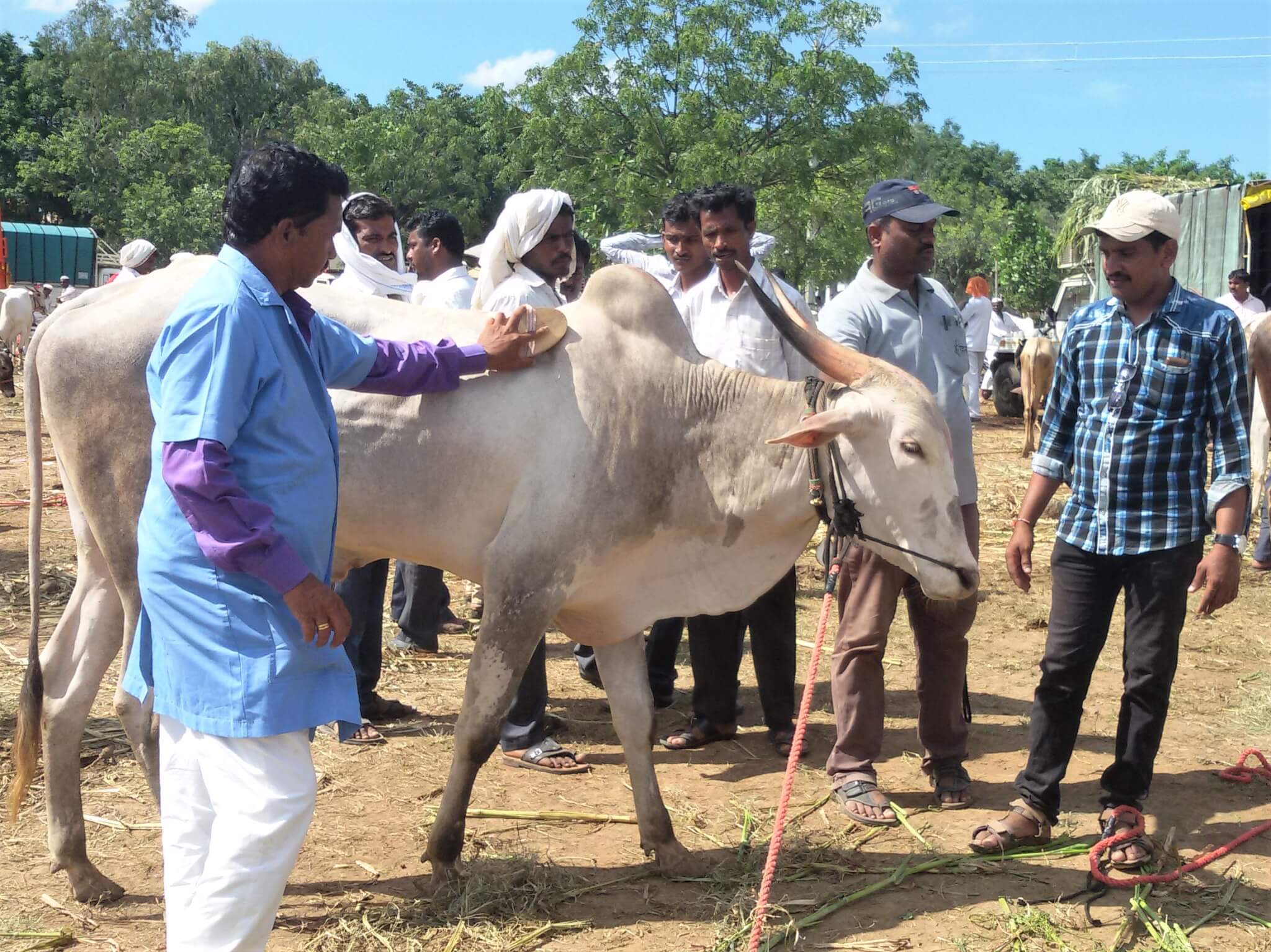 Helping Animals At The Kartiki Fair 