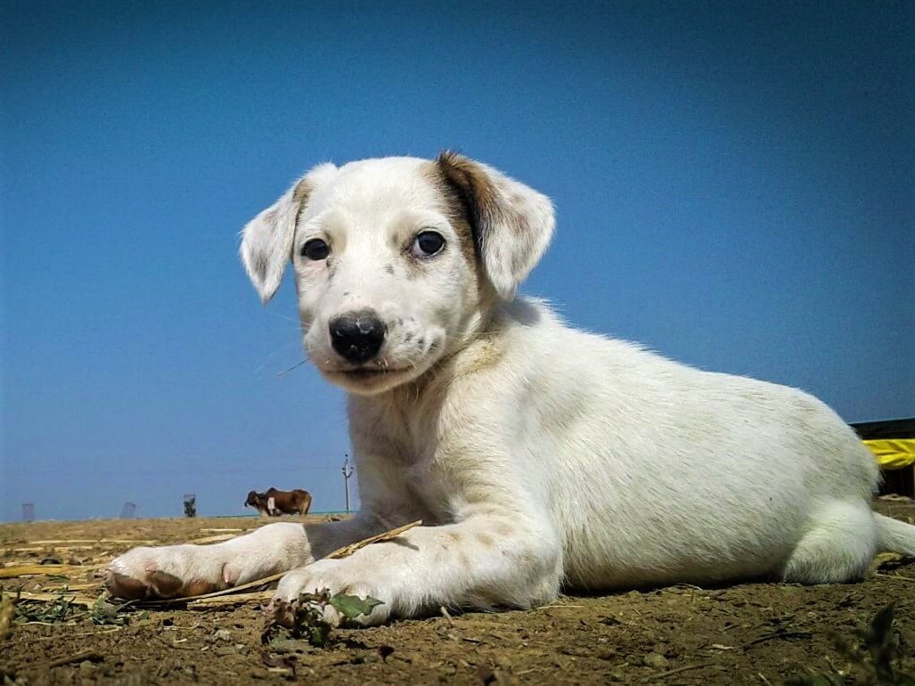 Tommy as a puppy at the sanctuary, shortly after he was rescued from the roadside