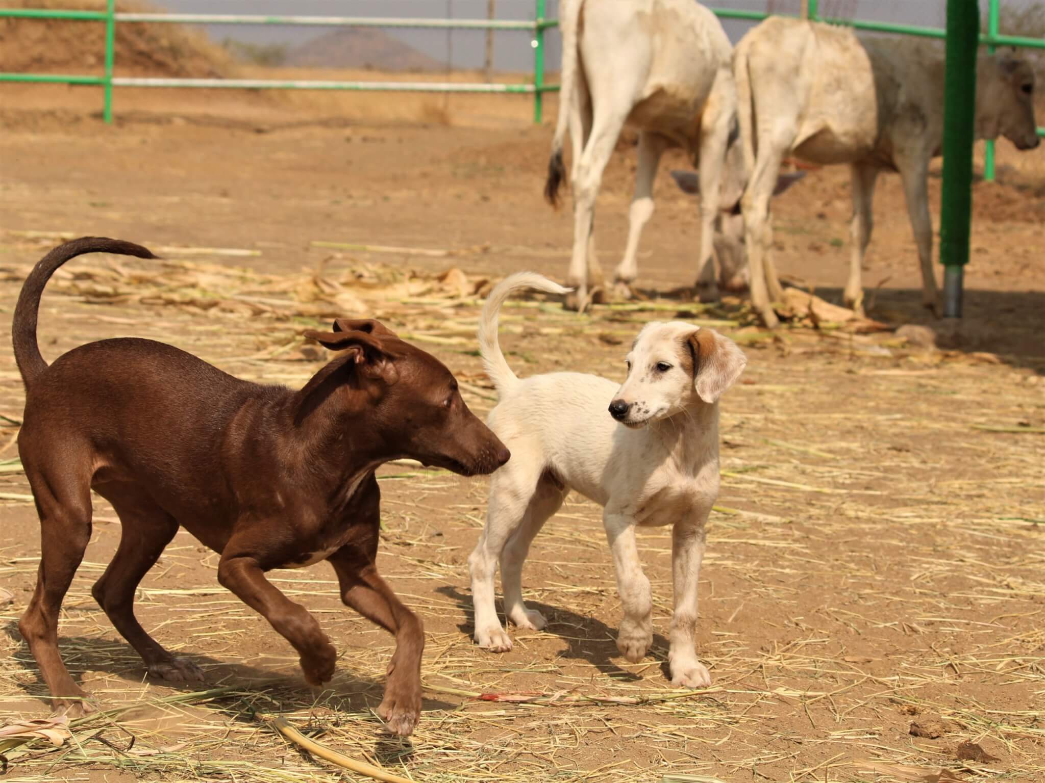 A young Tommy plays at the sanctuary with rescued dog Hershey.