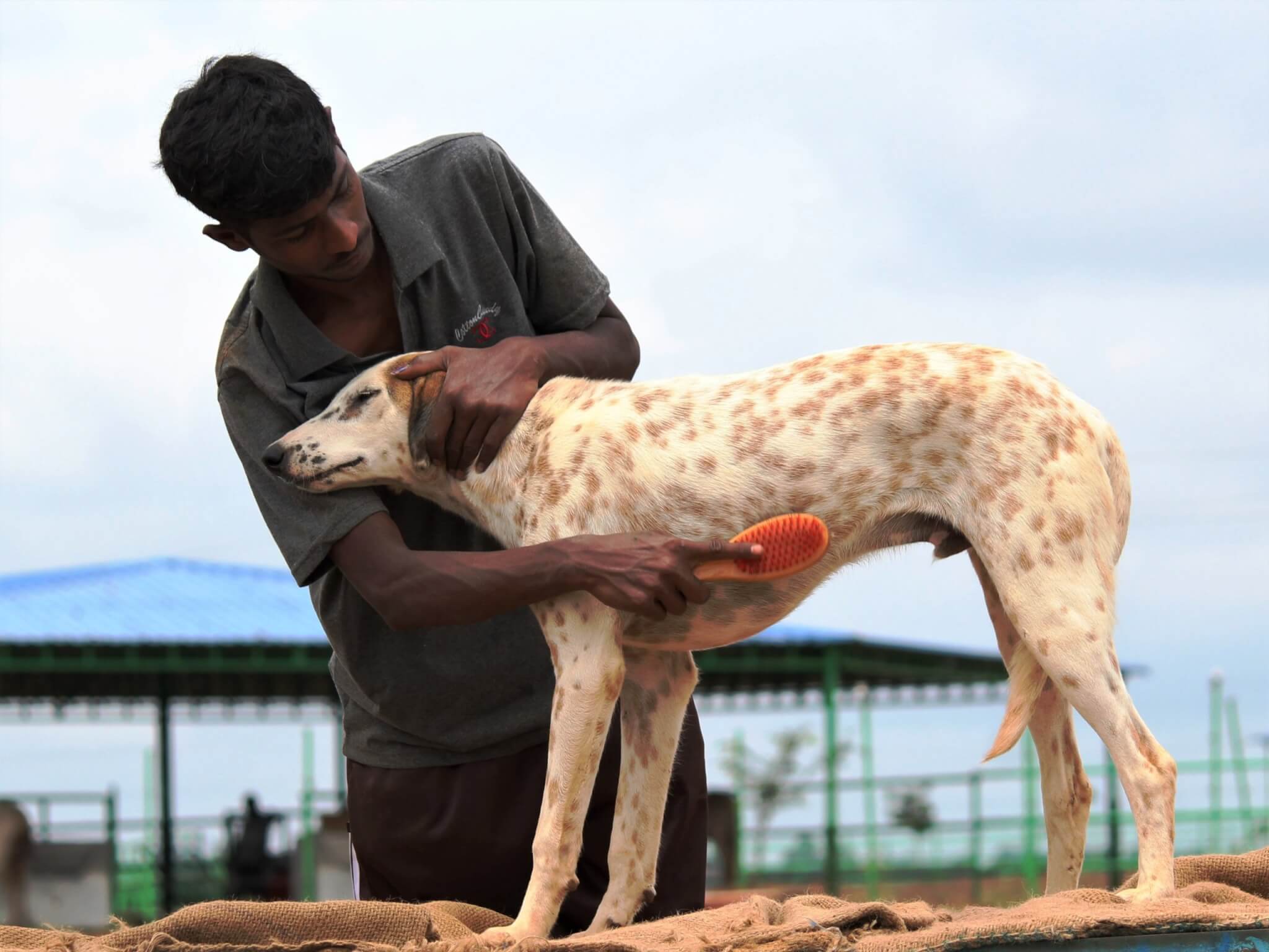 Tommy leans into his caregiver, relishing his daily grooming session.