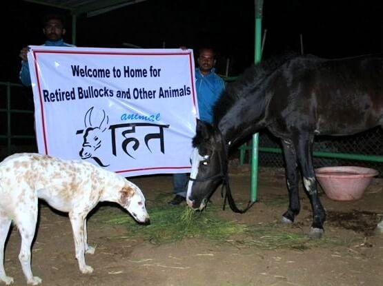 Tommy greets a new equine resident of the sanctuary.