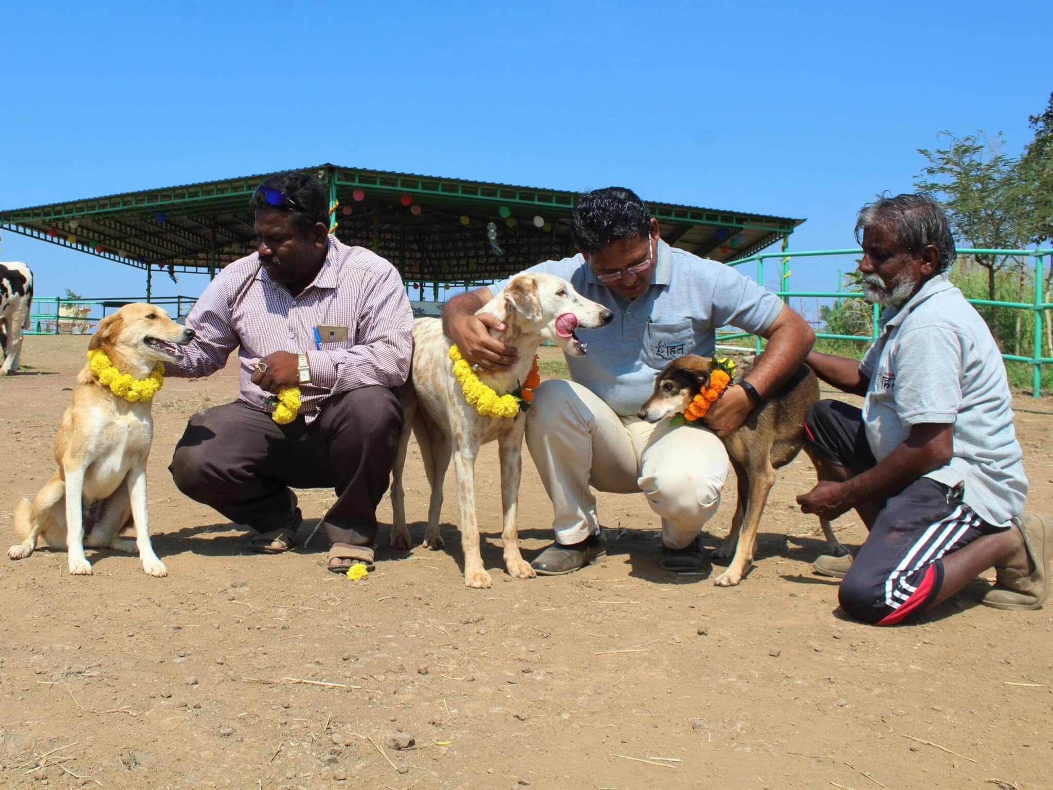 Tommy joins staff and fellow sanctuary residents Rossy and Guddi for Diwali festivities.