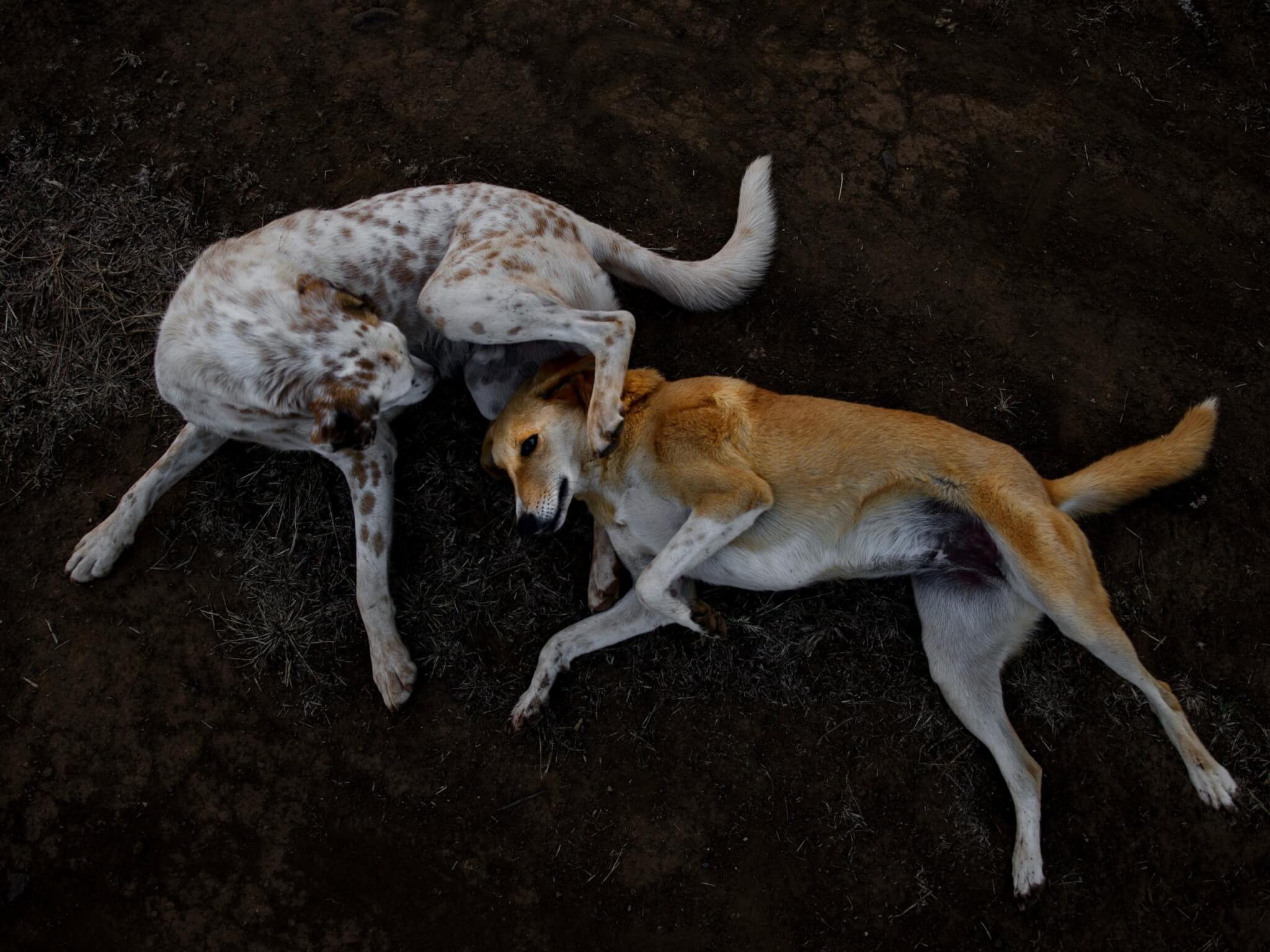 A grown-up Tommy rolls on the ground with rescued dog Rossy.