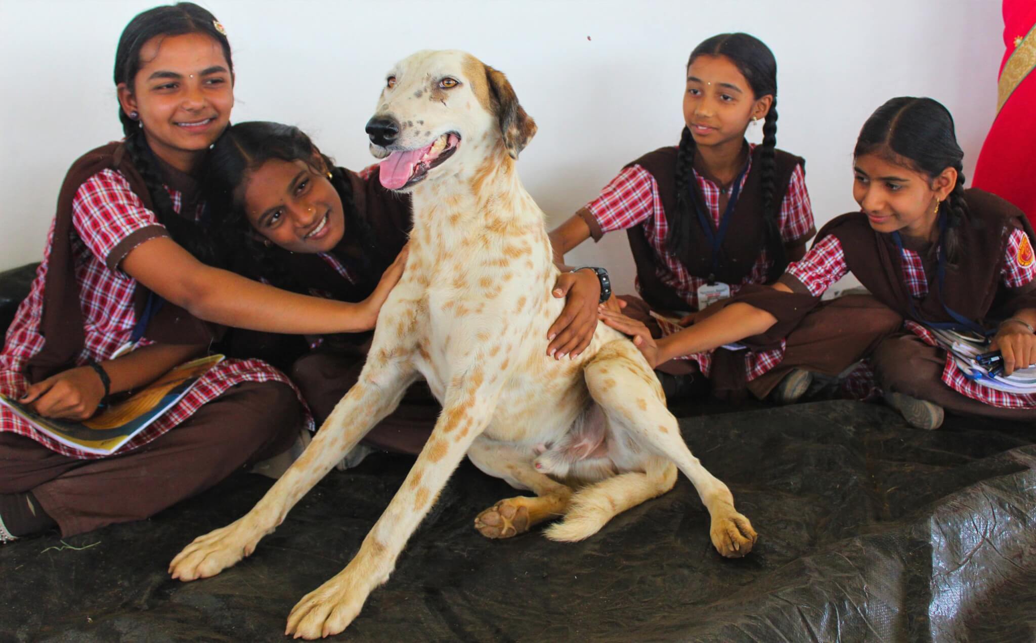 Tommy enjoys affection from a group of schoolchildren during their visit to the sanctuary.