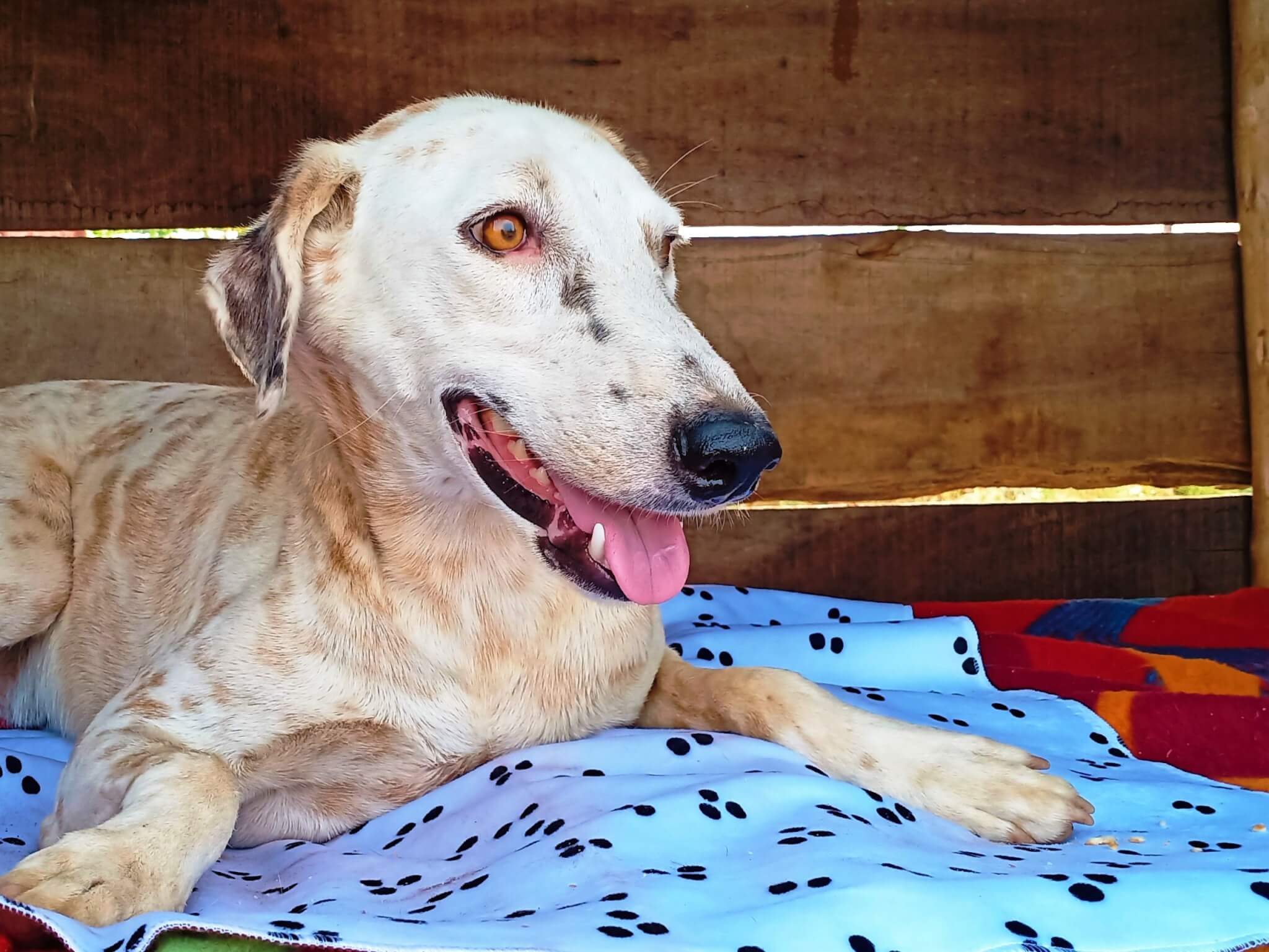 Tommy smiles as he lies on his bed, even more comfortable thanks to a new blanket that was kindly provided by a generous donor.