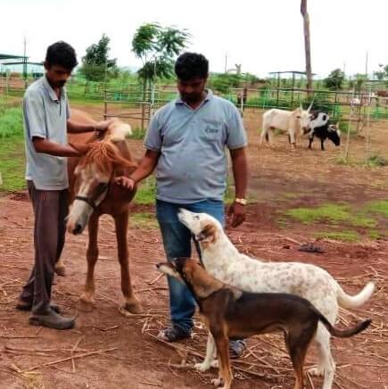 Tommy joins staff and fellow resident canine Guddi to welcome a rescued pony to the sanctuary.