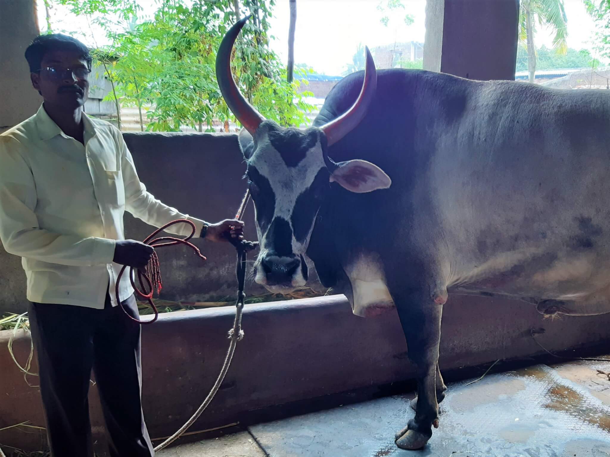 Gajja stands next to his owner, who holds the rope that's no longer threaded through the bull's sensitive nose.