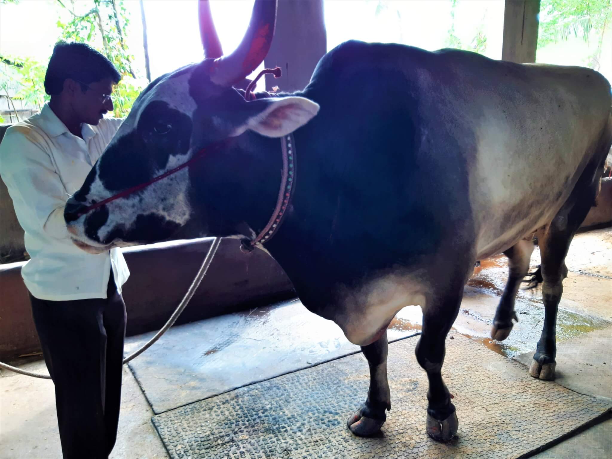 Gajja's owner stands beside him before removing his nose rope.