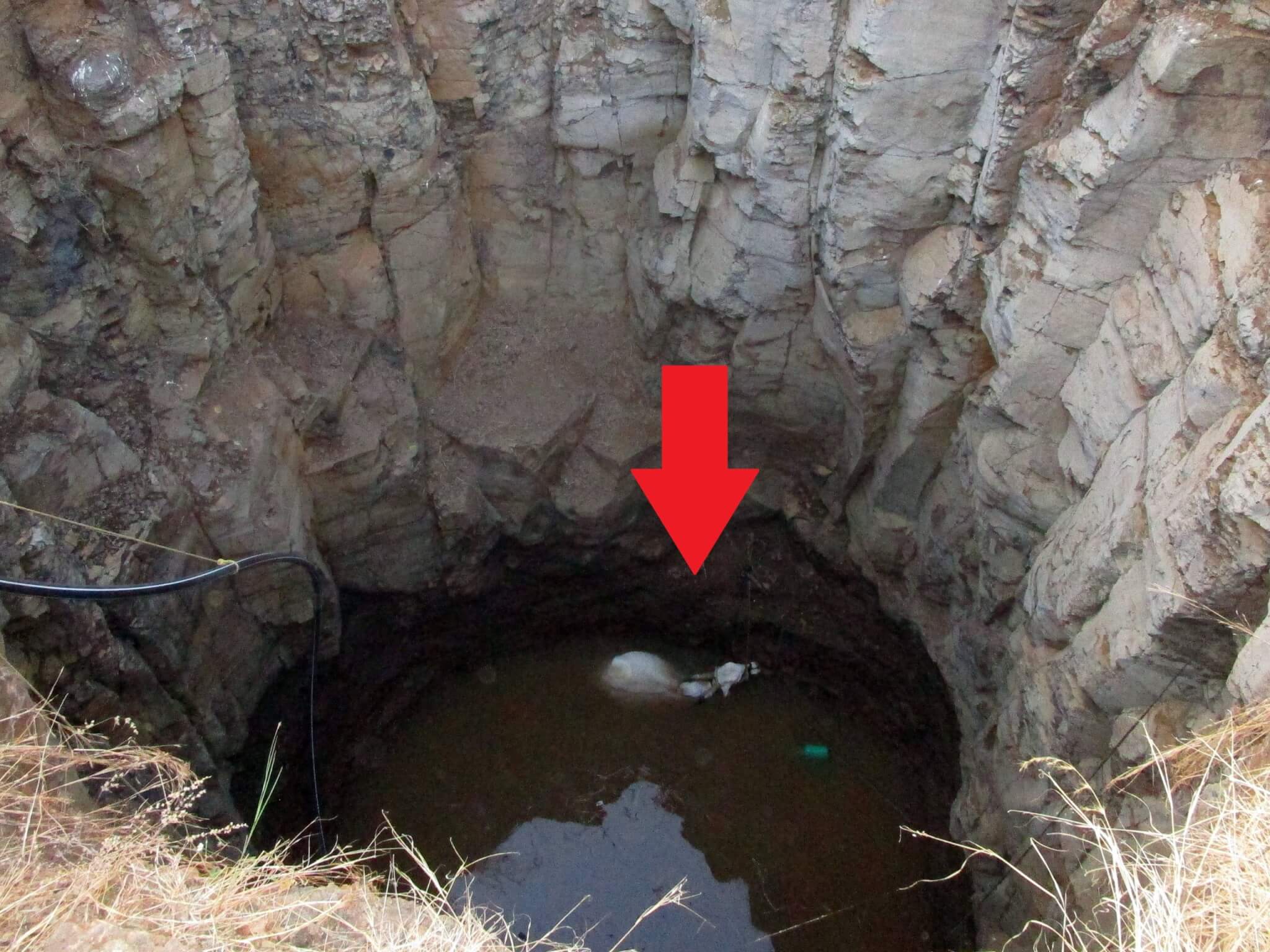 A white bullock is barely visible in the water at the bottom of a deep, open well.