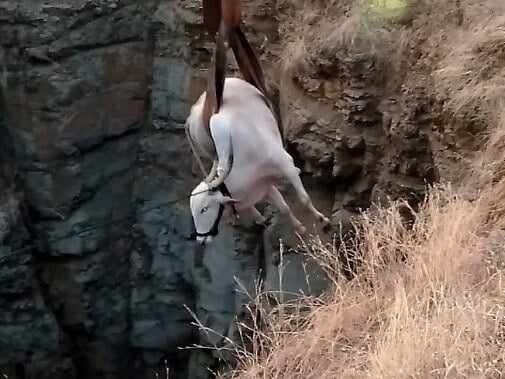 The bullock is lifted out of the well by belts attached to a crane.