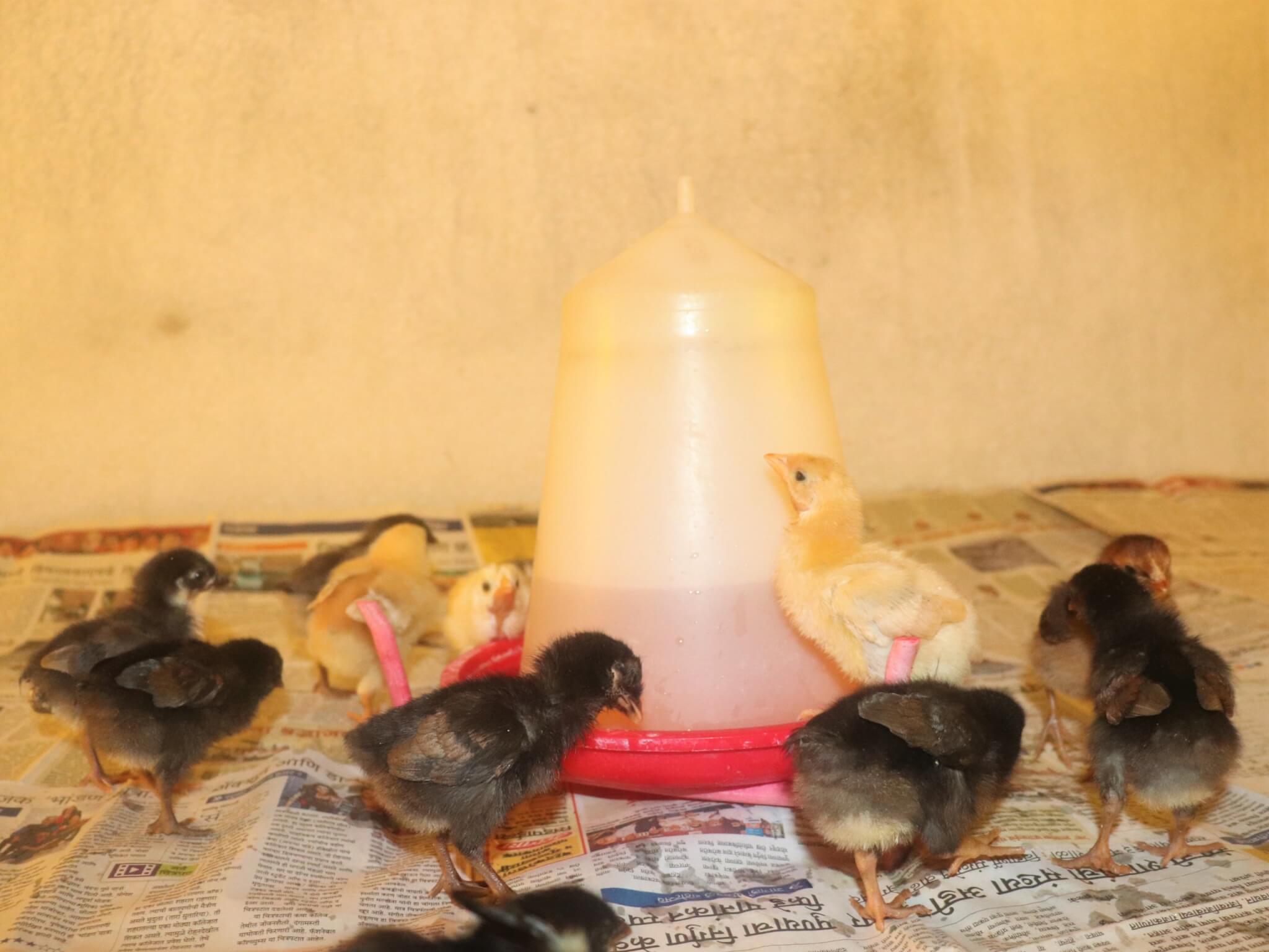 Rescued chicks gather around a watering device.