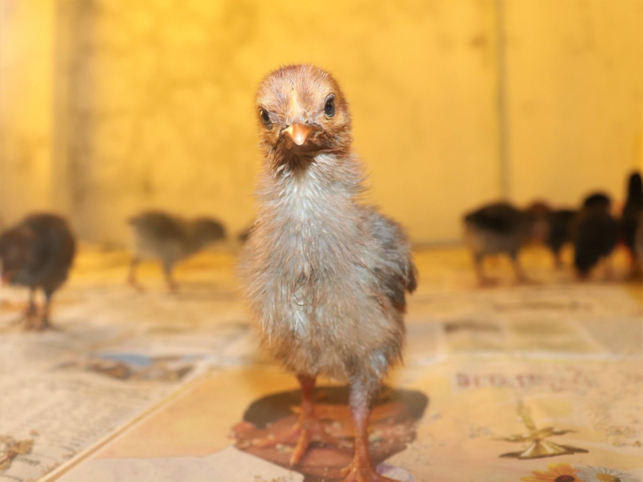 Standing in her new sanctuary home, a tiny rescued chick looks into the camera.