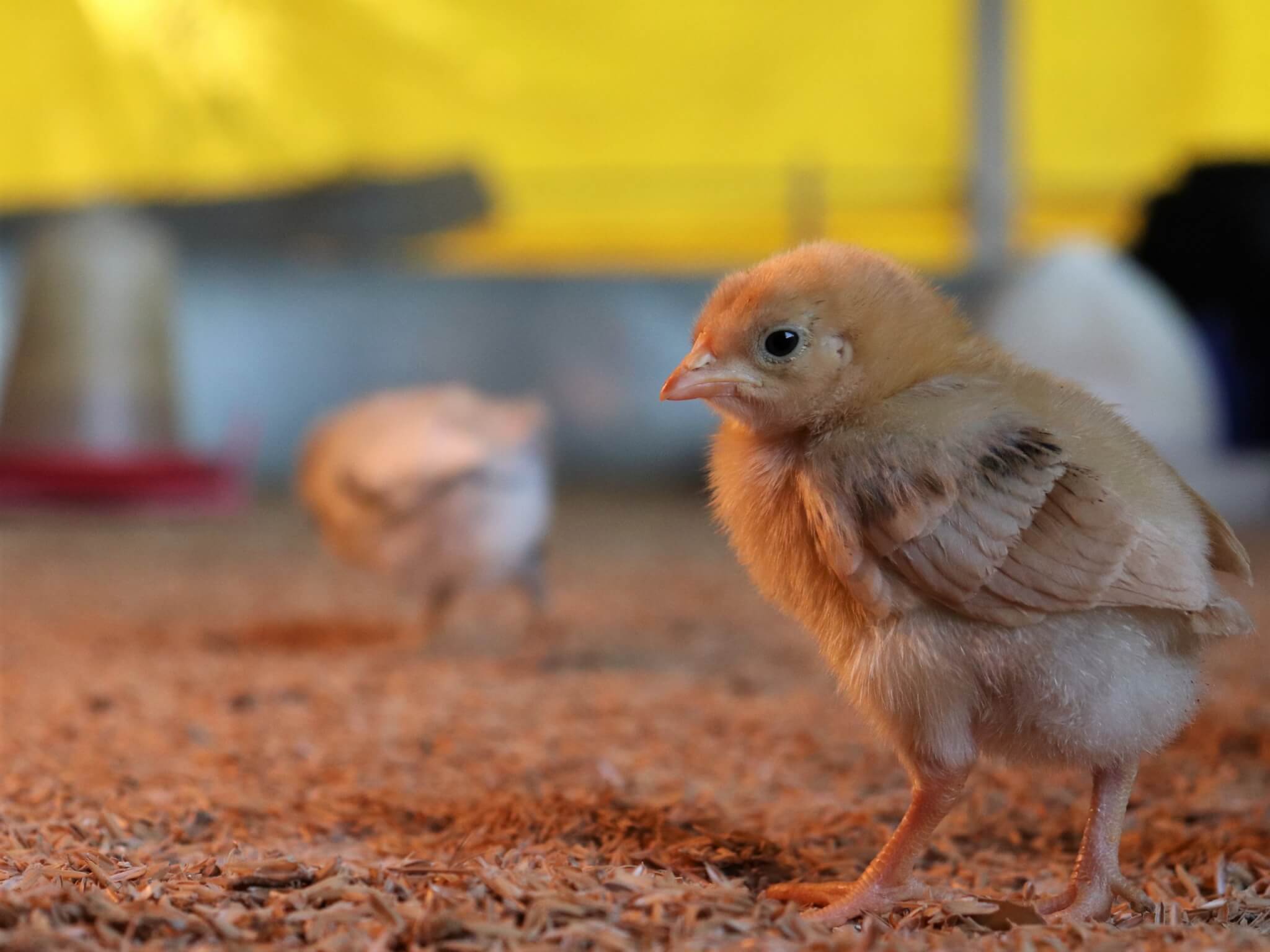 A little yellow chick walks through the sanctuary building.