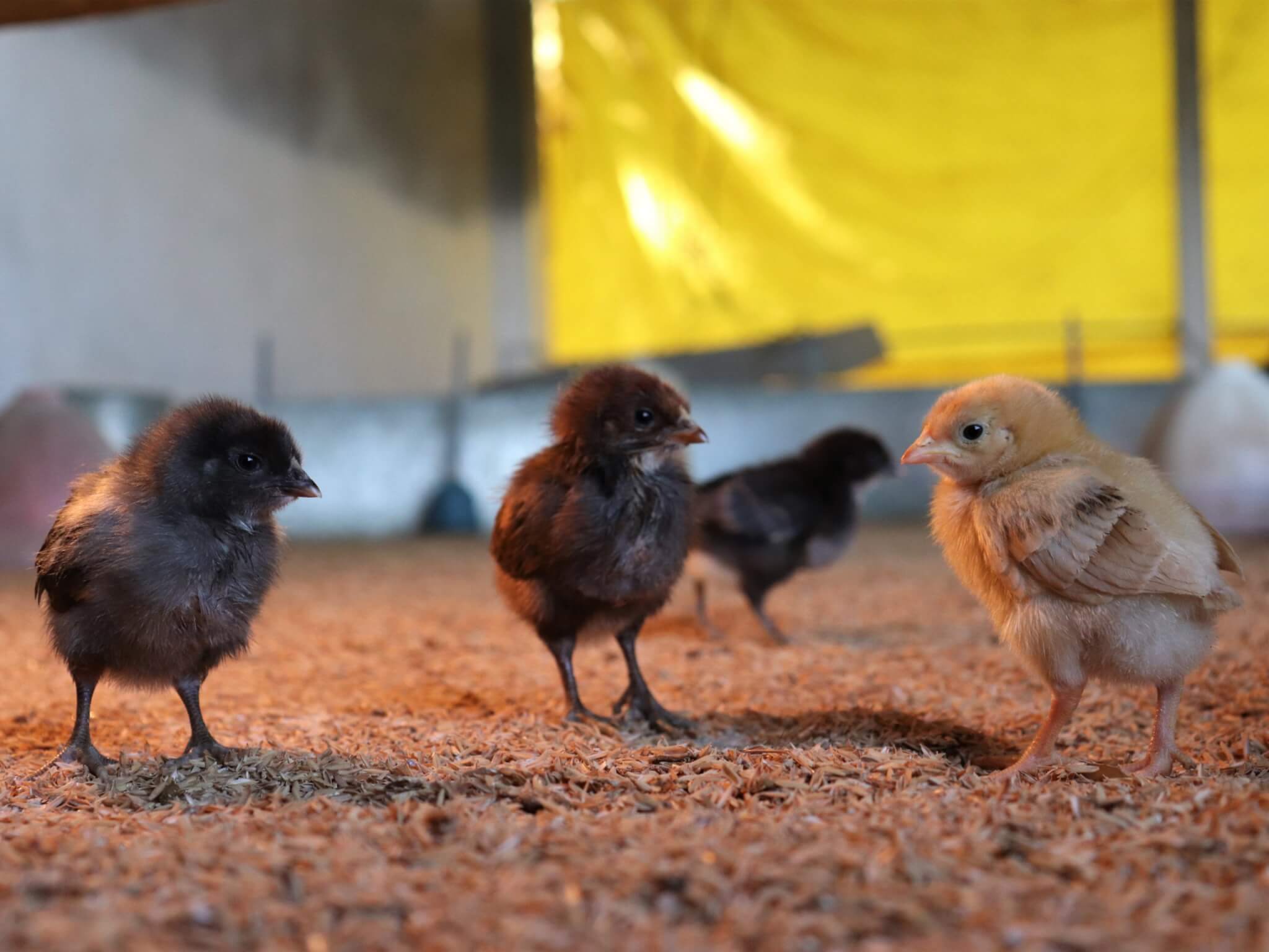 A yellow chick and two brown ones gather together inside their new sanctuary home.