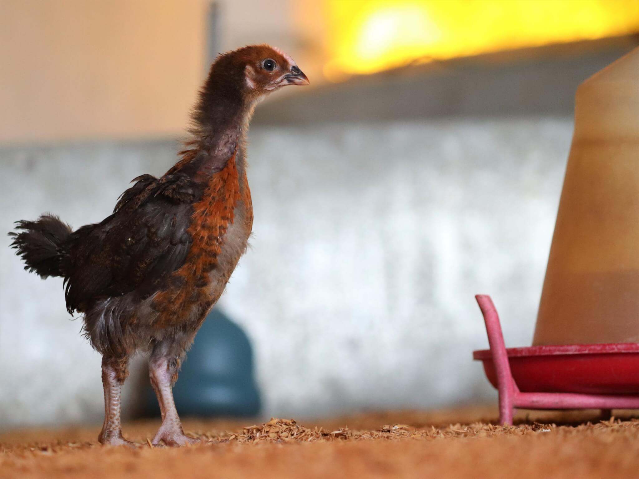 A young chicken struts toward a watering device.