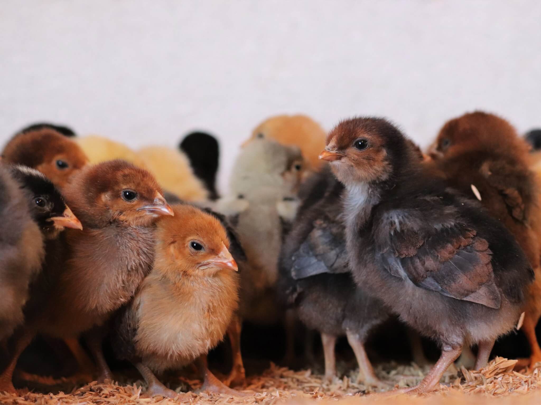 Rescued chicks huddle together.