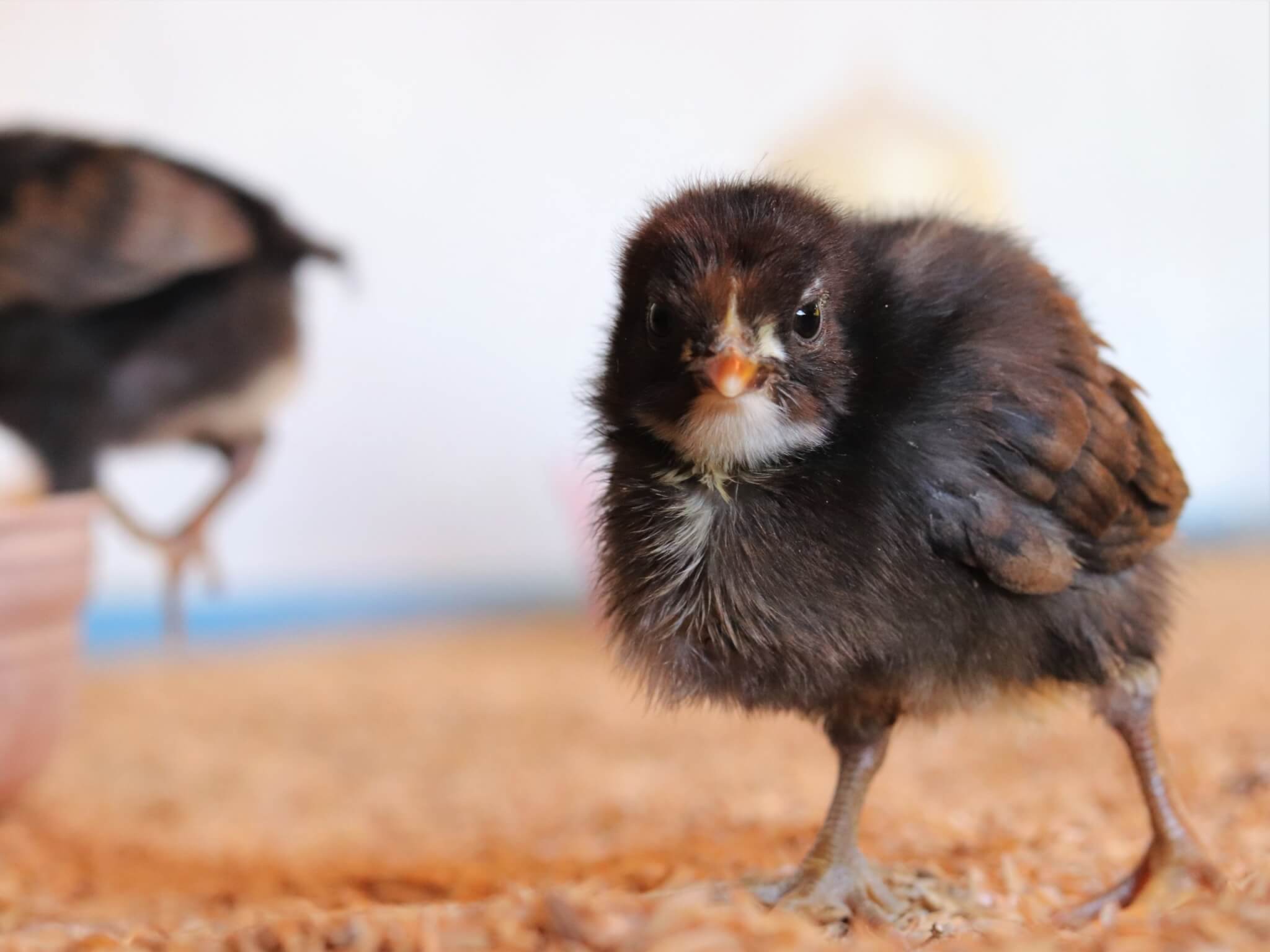 A young dark-brown chick looks into the camera.