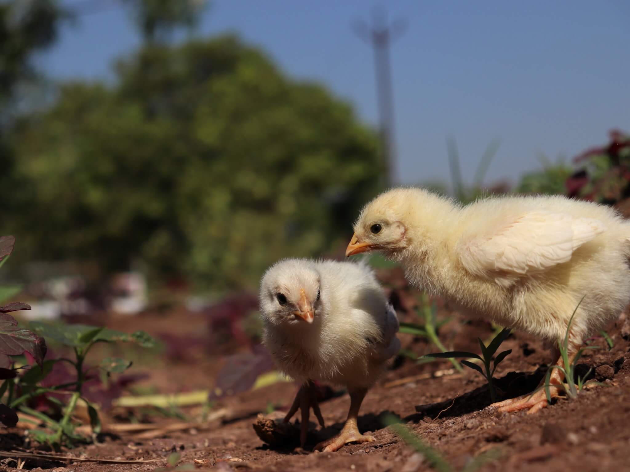 Two rescued chicks explore the outdoor space at the sanctuary.