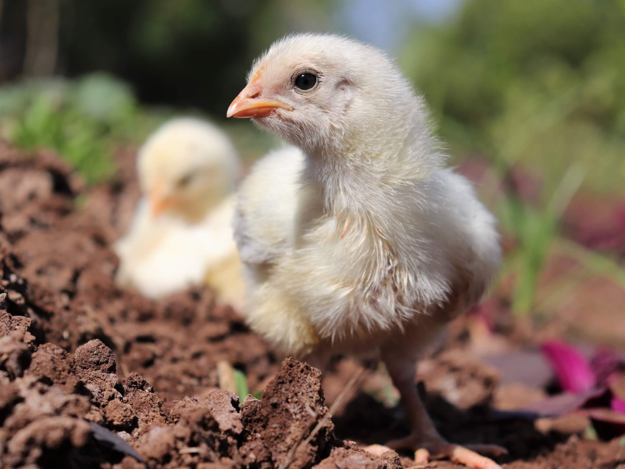 A rescued chick seems to pause while enjoying her time outside to pose for the camera.