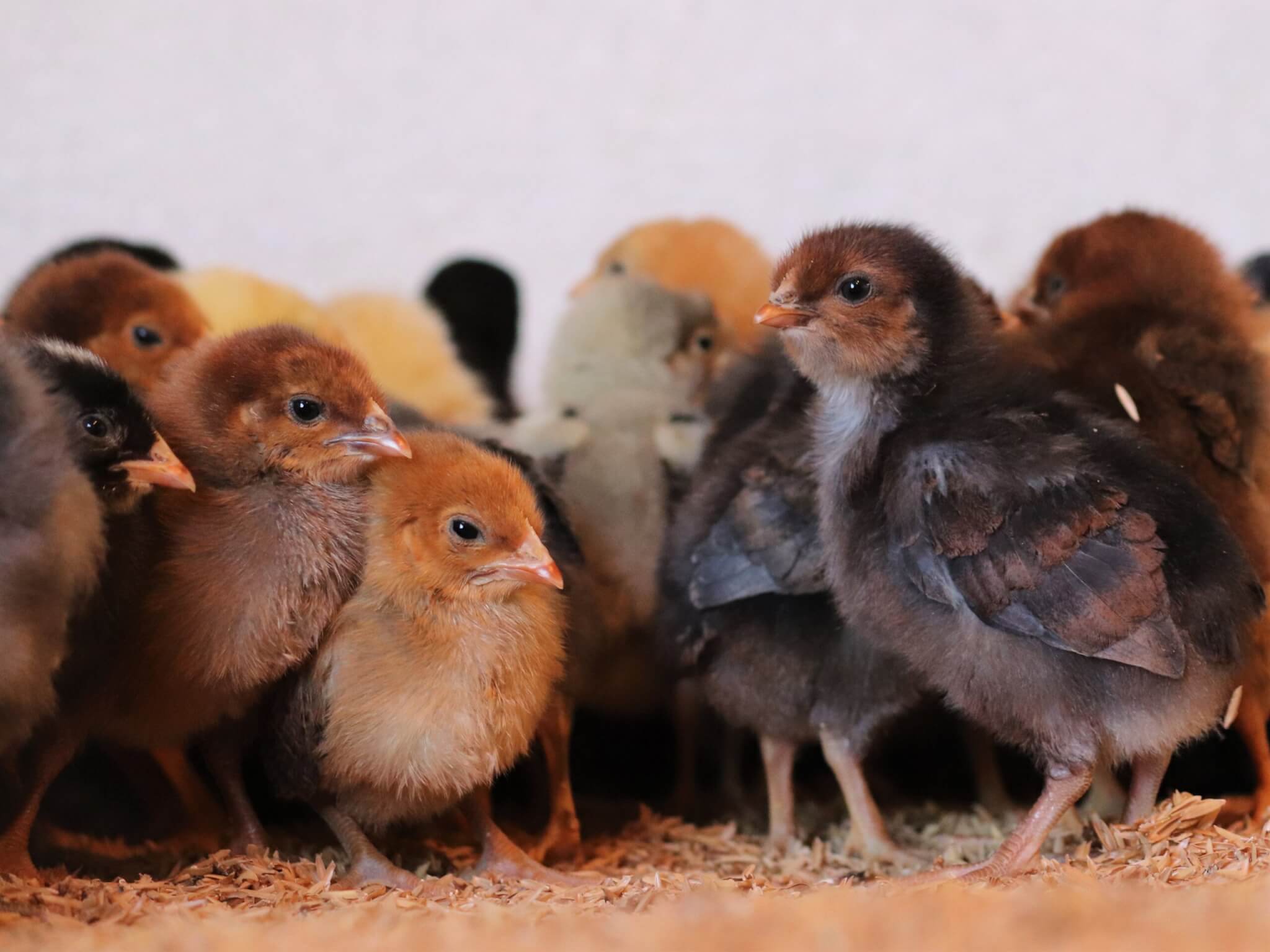 Tiny, just-rescued chicks huddle together in their new sanctuary home.