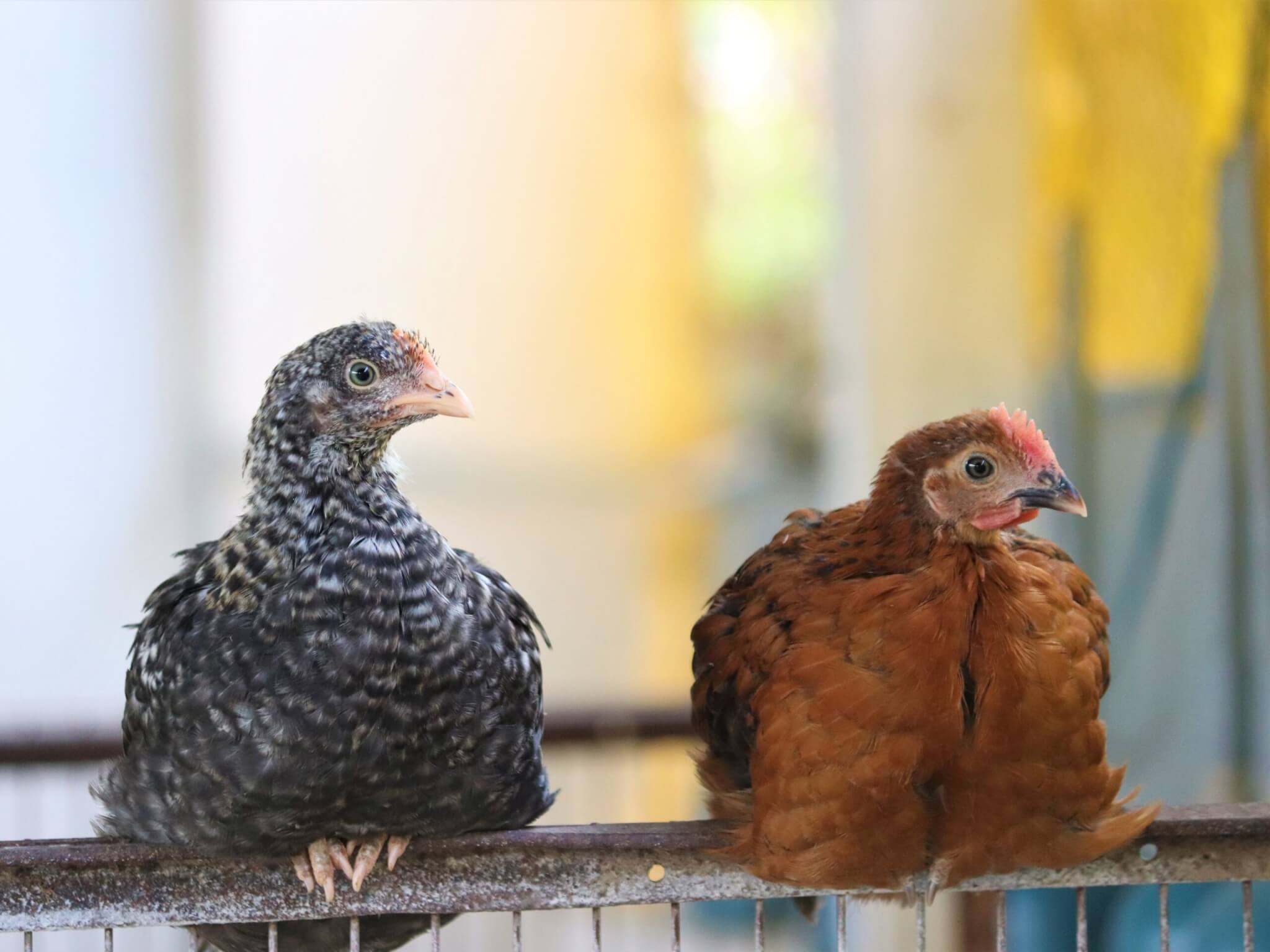 Two rescued chickens perch on a fence at the sanctuary.