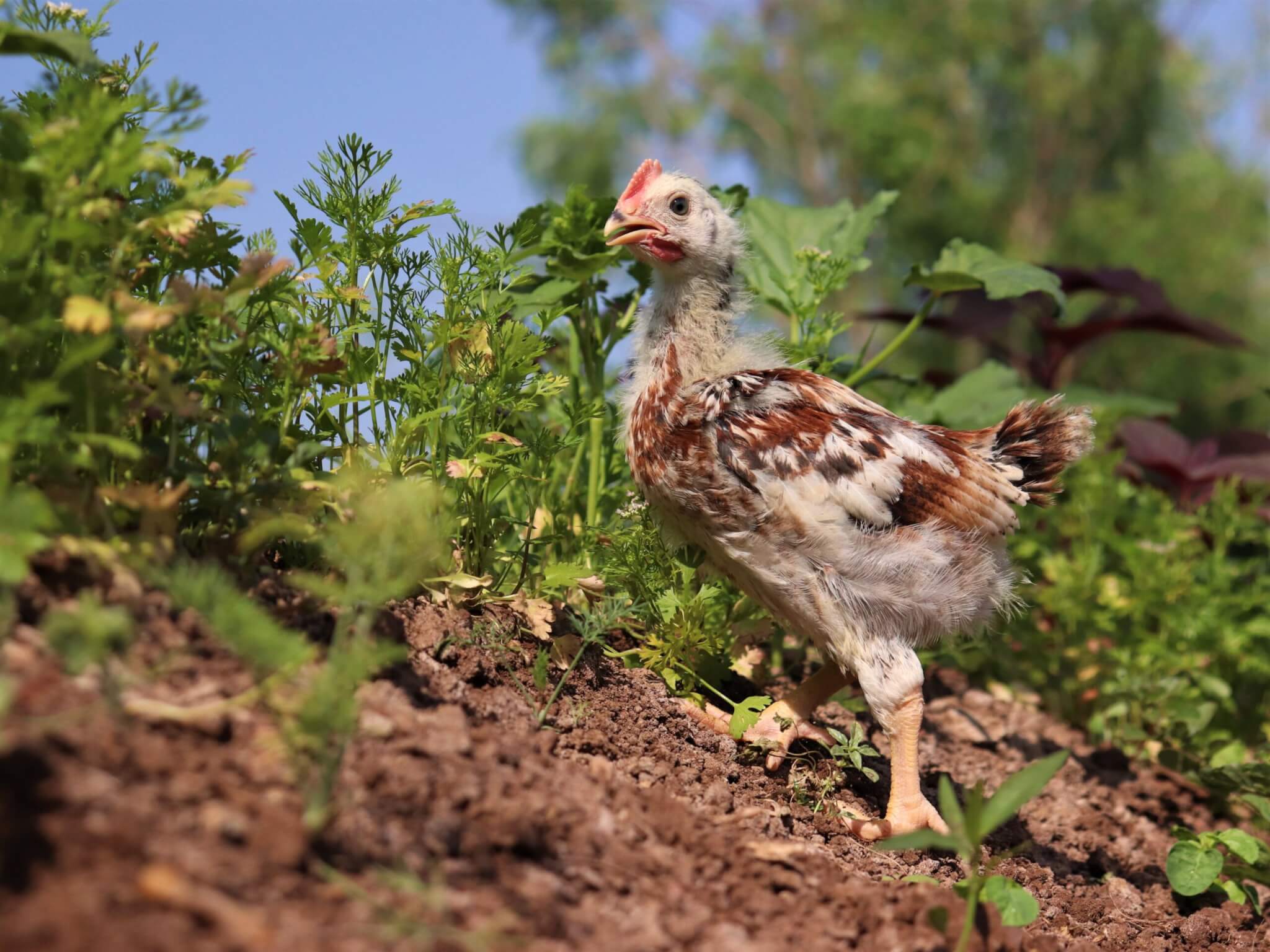 A chicken climbs up a small hill in the sanctuary's outdoor area.