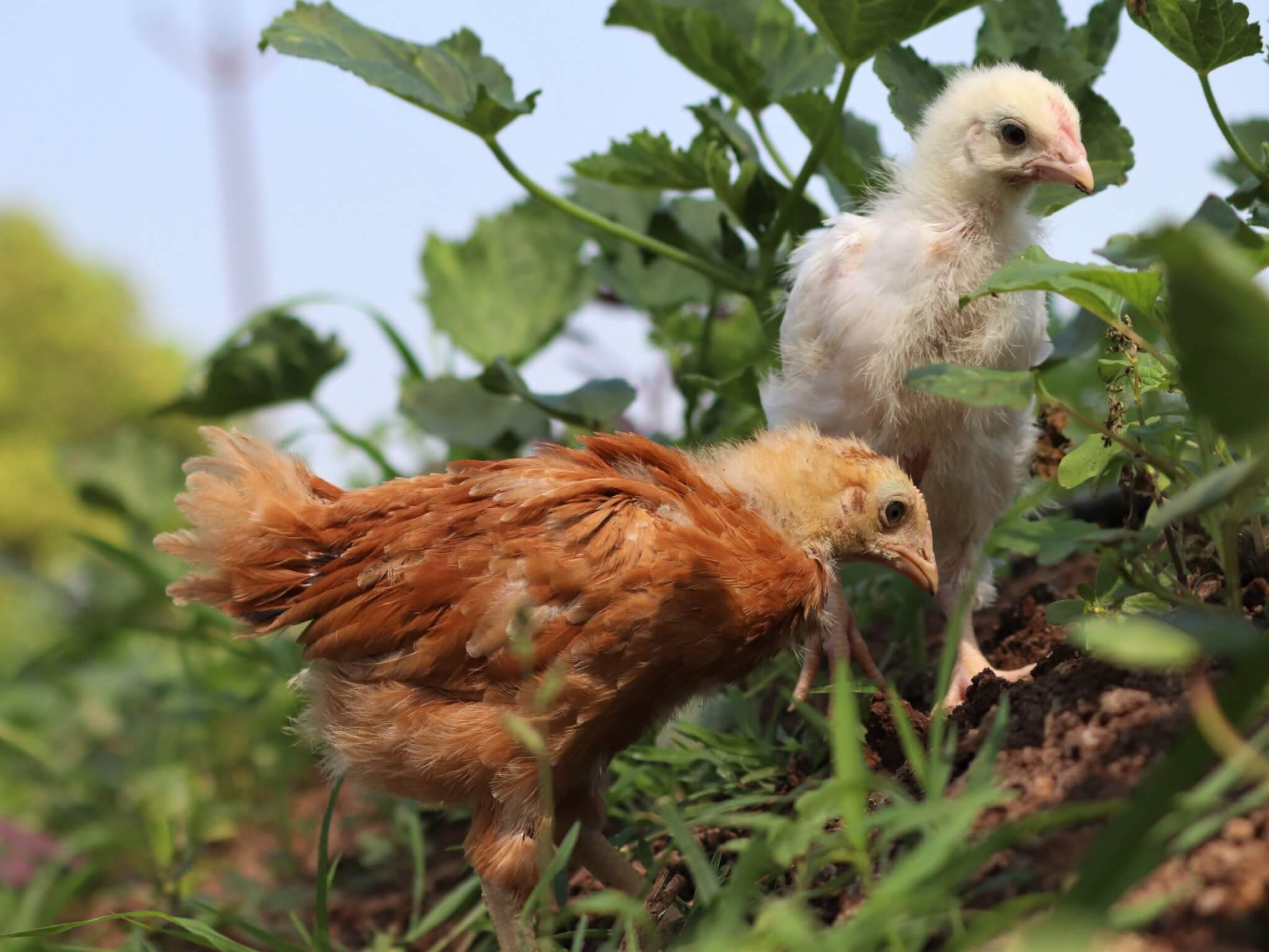 Two chickens search among the grass for something tasty to eat.