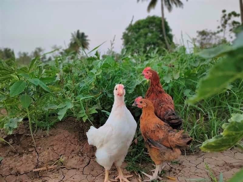 Three chickens explore the outdoors together.